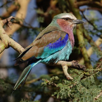 Lilac-breasted Roller